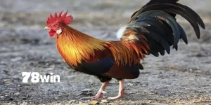 Cách chăm sóc gà chọi trước khi đá 78win