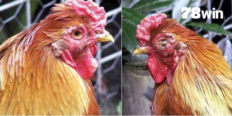 Áp dụng các phương pháp tây y bằng thuốc nhỏ mắt cho chiến kê